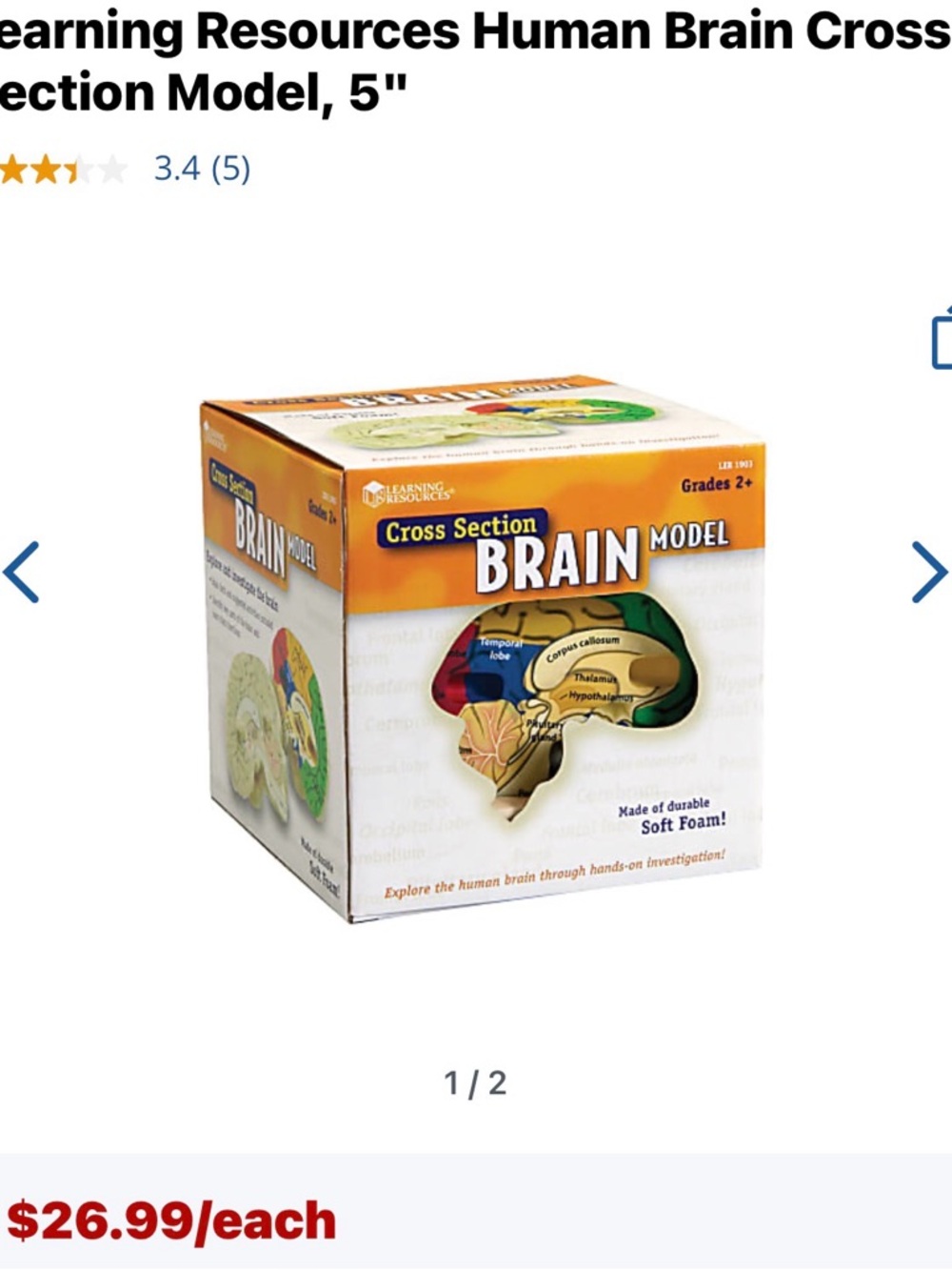 Olive Green Sculpted Brain Learning Models  Left and right side
